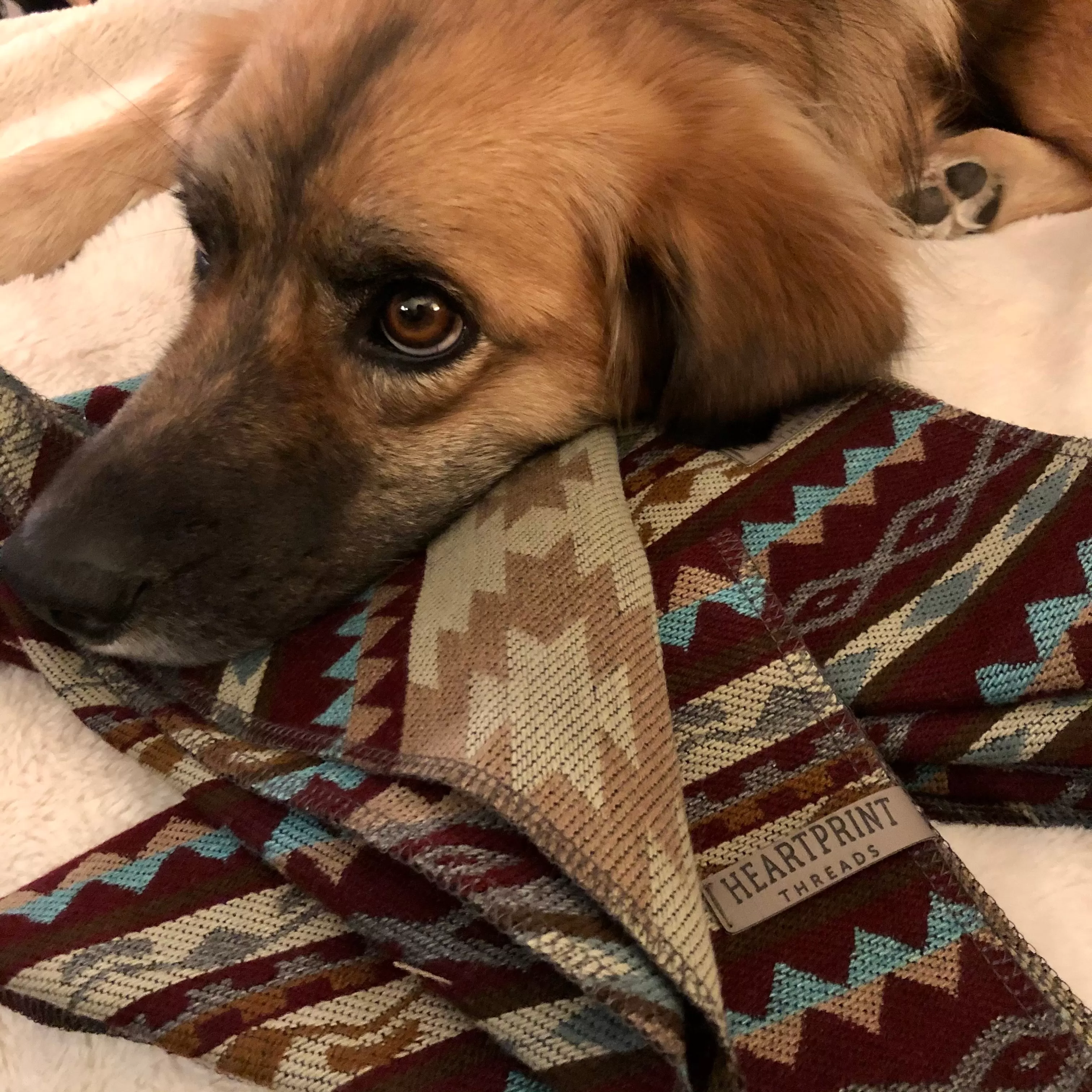 Dog Bandana - MAROON COMBO